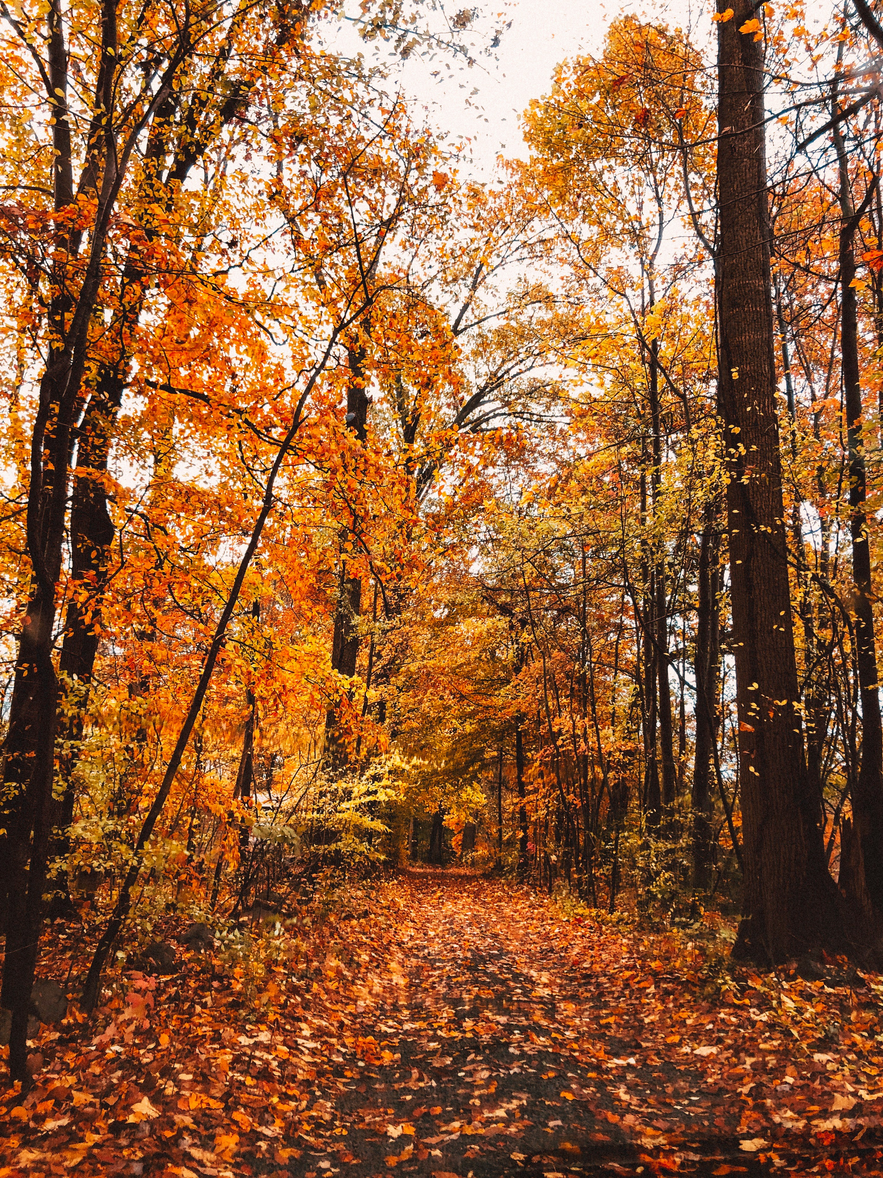 fall leaves