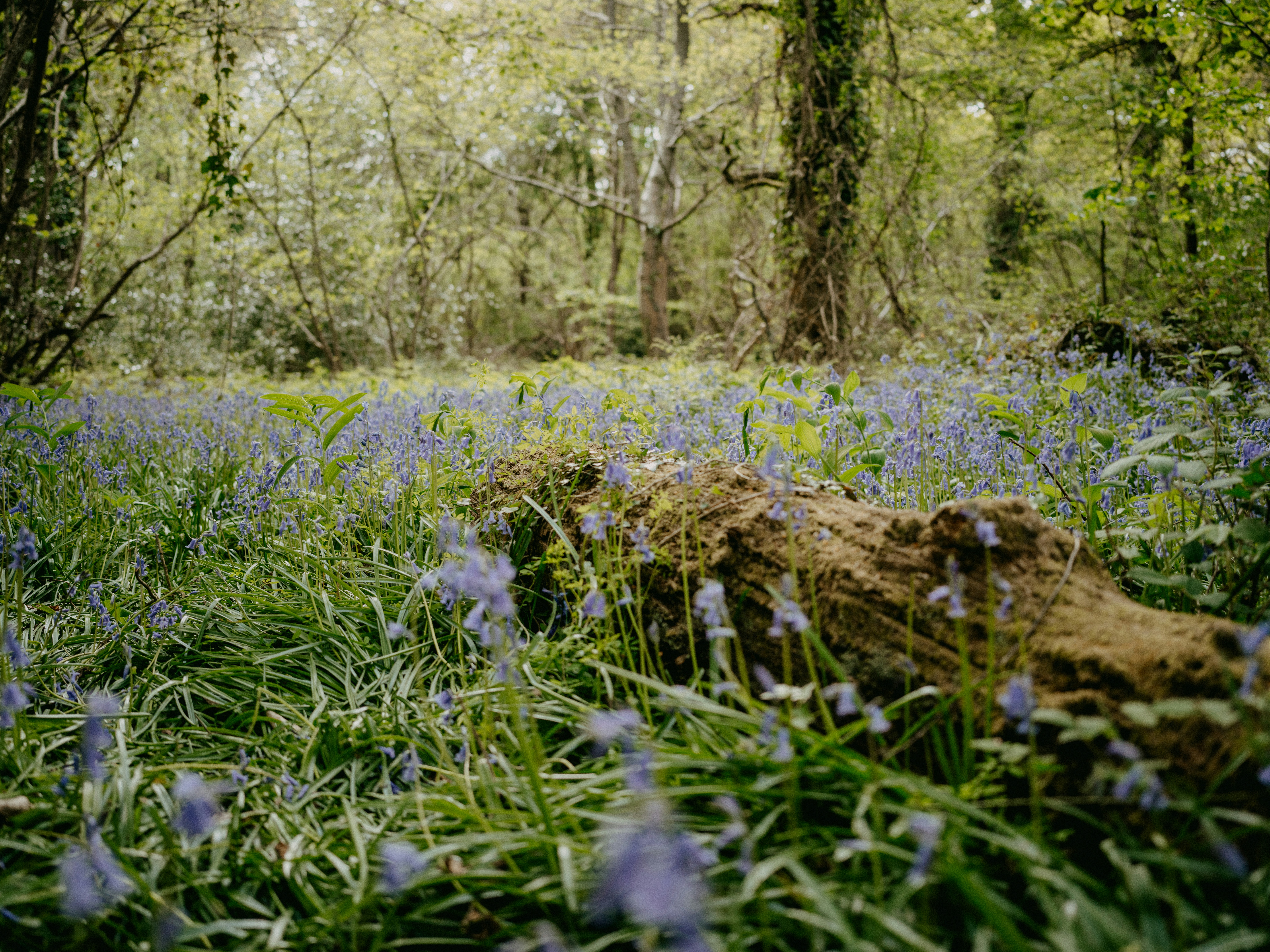 Wildflowers in the woods