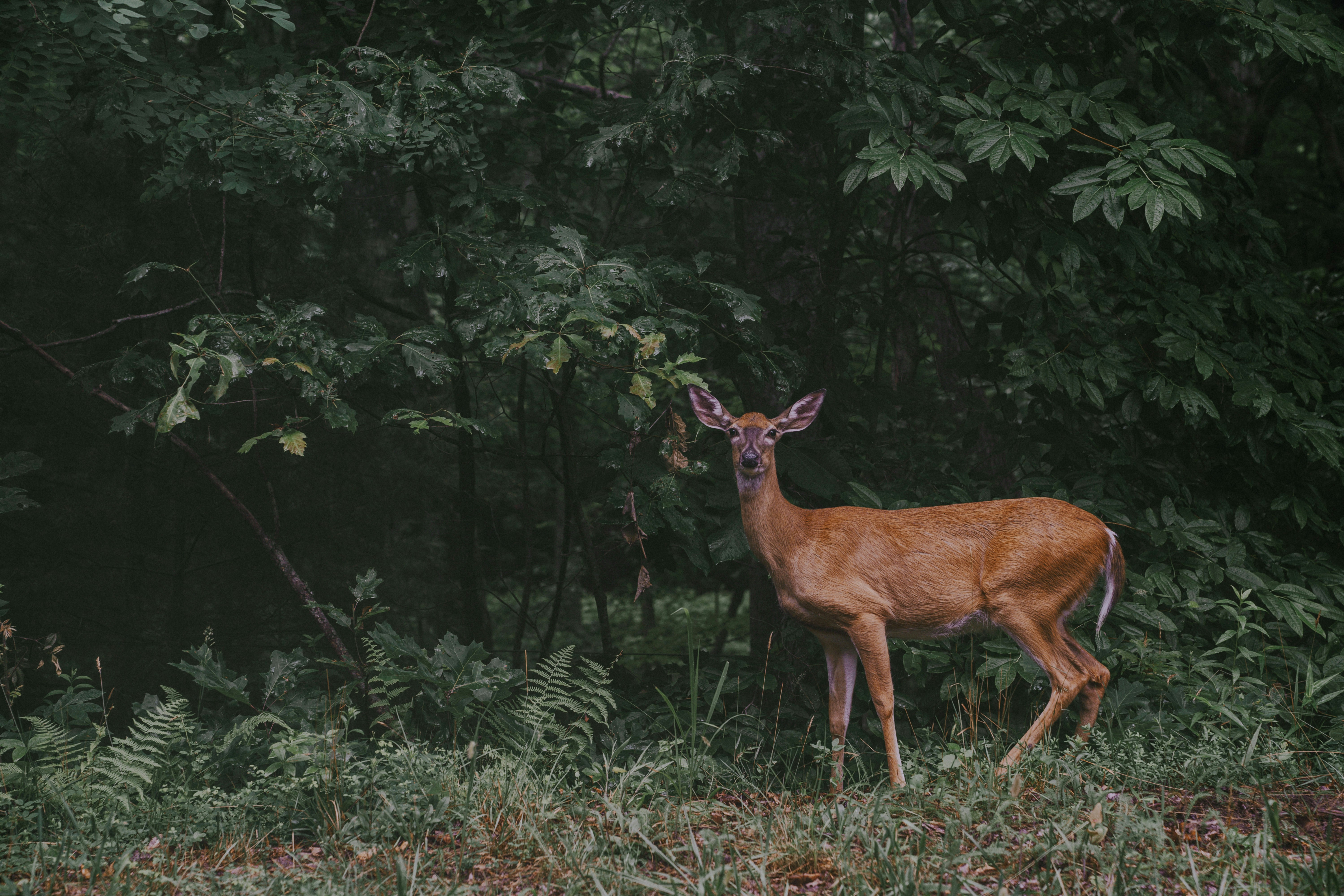 deer in the woods