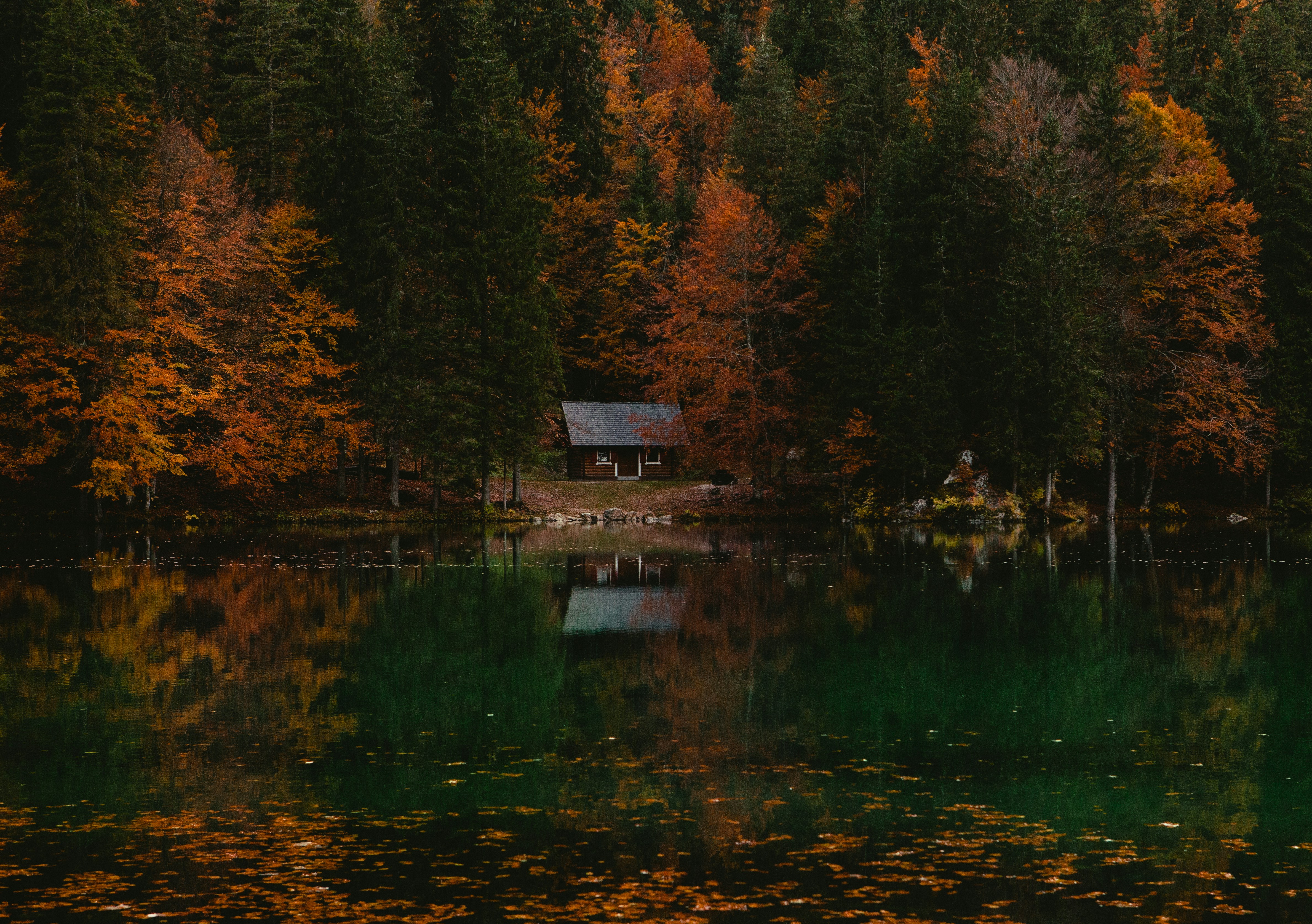 cabin in the woods